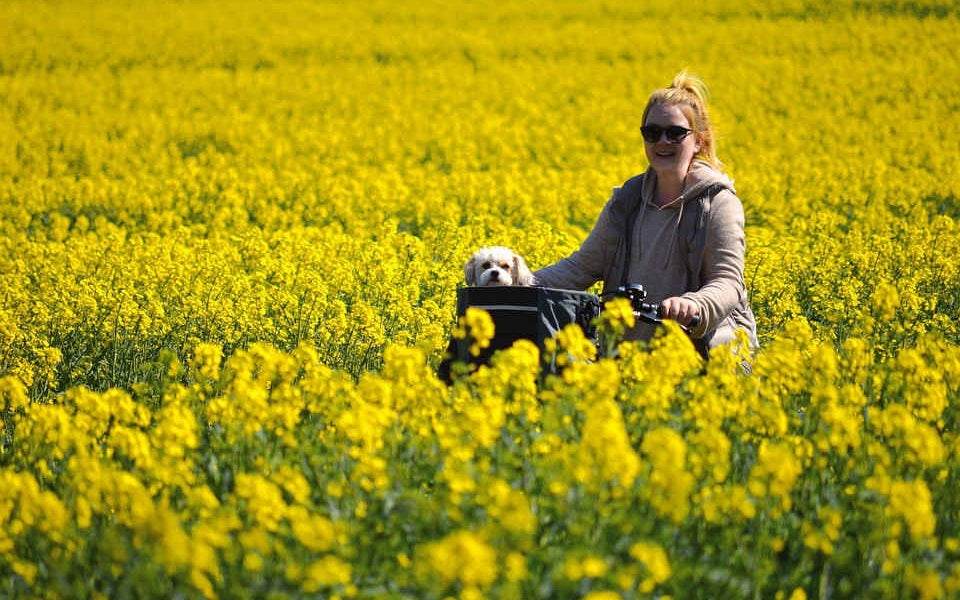 Cycling with Your Dog: Safe Tips for Fun Rides